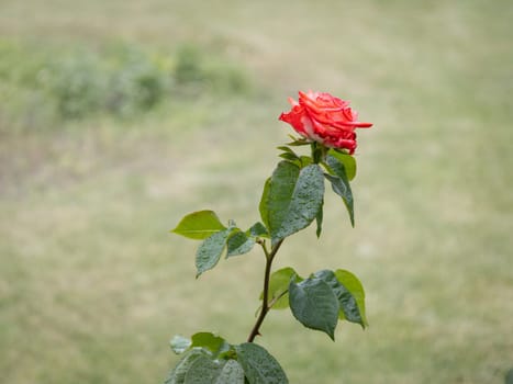 Red rose bud on a stem on the blurred natural background. Shallow depth of field.