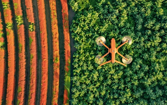 From above, a drone hovers over the contrasting rows of a lush green forest, the technology of man overseeing the wild patterns of nature. View offers a fresh perspective on forestry and surveillance