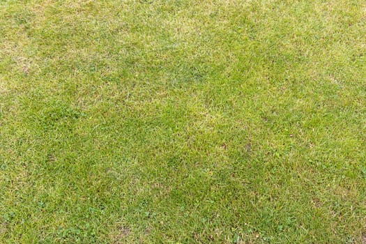 Top view of green grass on a lawn. Green grass background.