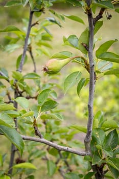Pear tree with immature fruits on branches with green leaves. Fruits growing in the orchard.