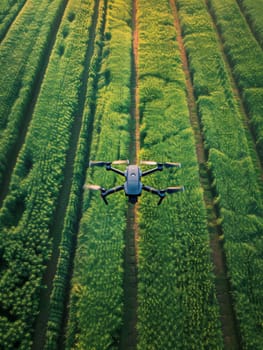 A drone surveys the lush, sunlit crop fields, capturing the essence of modern agriculture and effective land management. Organized rows exemplify careful cultivation and farming efficiency