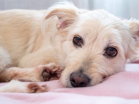 A small, white dog is comfortably lying on a soft pink blanket inside a home. The dogs eyes are open, and it seems to be relaxing peacefully in the morning light.