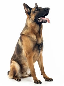 A Belgian Shepherd sits attentively against a white background, its tongue out in a pant, showcasing the breed's intelligence and alertness.