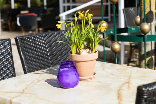 Table in a outdoor restaurant with daffodil flowers and a purple candle. Street restaurant on a sunny spring day.