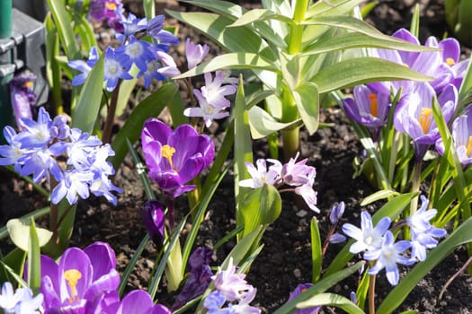 First spring flowers snowdrops and crocuses. Spring background.