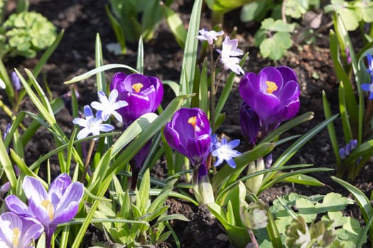First spring flowers snowdrops and crocuses. Spring background.