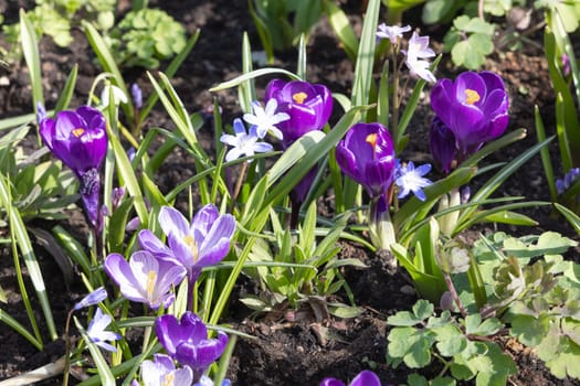 First spring flowers snowdrops and crocuses. Spring background.