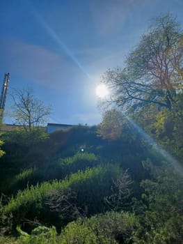 Lush vegetation and trees against the background of a blue sky, in the rays of the sun.