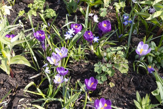 First spring flowers snowdrops and crocuses. Spring background.