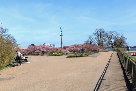 Cherry Blossom in Langelinie park on a beautiful spring day. Sakura festival. Copenhagen, Denmark - April 8, 2024.