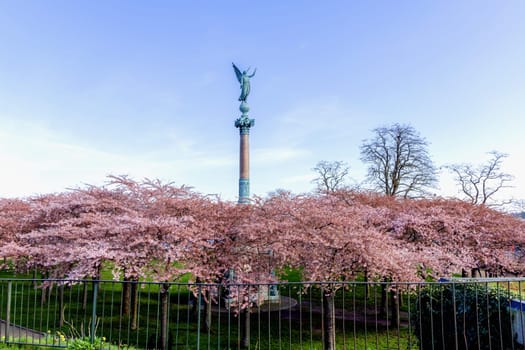 Cherry Blossom in Langelinie park on a beautiful spring day. Sakura festival. Copenhagen, Denmark