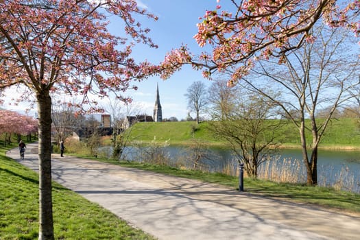 Cherry Blossom in Langelinie park on a beautiful spring day. Sakura festival. Copenhagen, Denmark - April 8, 2024.