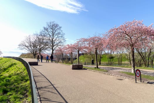 Cherry Blossom in Langelinie park on a beautiful spring day. Sakura festival. Copenhagen, Denmark - April 8, 2024.