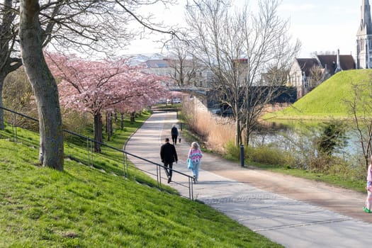 Cherry Blossom in Langelinie park on a beautiful spring day. Sakura festival. Copenhagen, Denmark - April 8, 2024.