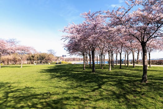 Cherry Blossom in Langelinie park on a beautiful spring day. Sakura festival. Copenhagen, Denmark - April 8, 2024.