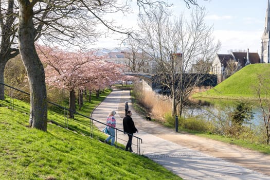 Cherry Blossom in Langelinie park on a beautiful spring day. Sakura festival. Copenhagen, Denmark - April 8, 2024.