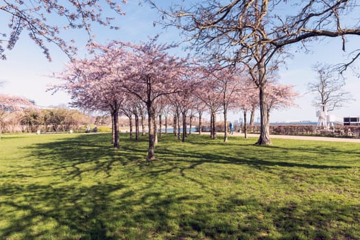 Cherry Blossom in Langelinie park on a beautiful spring day. Sakura festival. Copenhagen, Denmark - April 8, 2024.