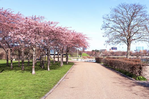 Cherry Blossom in Langelinie park on a beautiful spring day. Sakura festival. Copenhagen, Denmark - April 8, 2024.