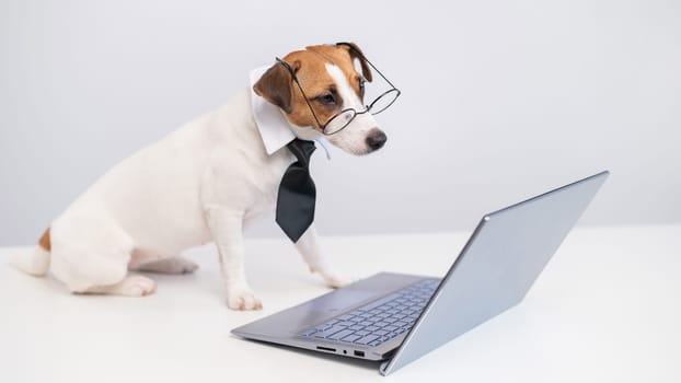 Smart dog jack russell terrier in a tie and glasses sits at a laptop on a white background