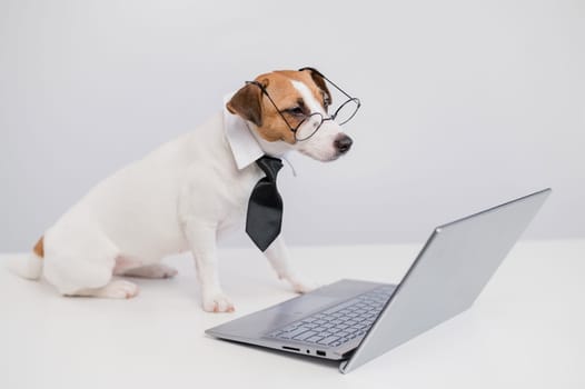 Smart dog jack russell terrier in a tie and glasses sits at a laptop on a white background