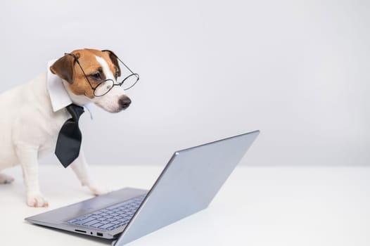 Smart dog jack russell terrier in a tie and glasses sits at a laptop on a white background