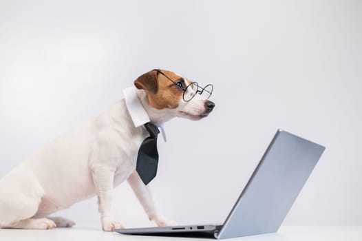 Smart dog jack russell terrier in a tie and glasses sits at a laptop on a white background