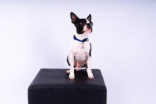 Boston Terrier. Portrait of a dog on white dark background and chair.