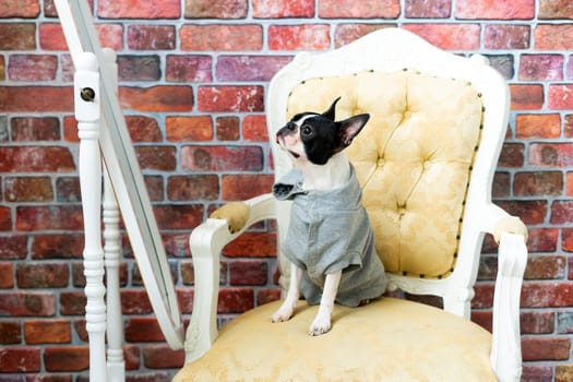 Boston Terrier. Portrait of a dog on white dark background and chair.