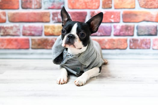 Boston Terrier. Portrait of a dog on white dark background and chair.