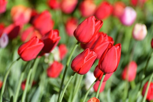 Variety ile de france tulip