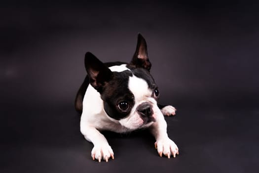 Boston Terrier. Portrait of a dog on white dark background and chair.