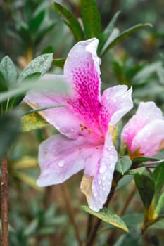 Close up pink flowers with raindrops, in the Botanical Garden São Paulo, Brazil.