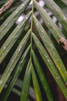 Close up Palm tree leaves in the Botanic garden in São Paulo, Brazil.