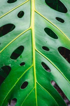 Close up Palm tree leaves in the Botanic garden in São Paulo, Brazil.