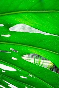 Close up Palm tree leaves in the Botanic garden in São Paulo, Brazil.