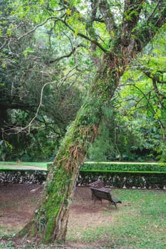 Jardim Botanic Garden. Beautiful park in São Paulo, Brazil.