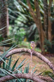 Hummingbird sitting on a tree in the Botanic Garden in São Paulo, Brazil.