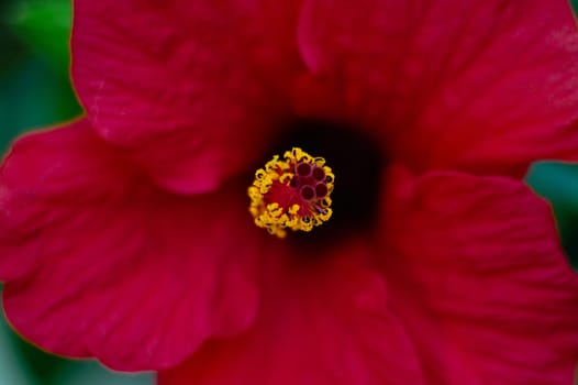 Close-up shot of the red hibiscus or Sudanese rose