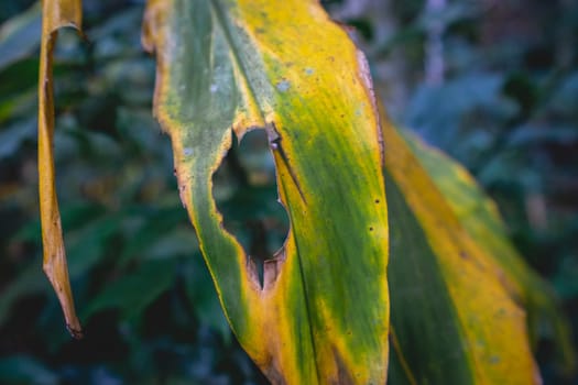 Close Up background of tropical plants with colors, at the Botanical Garden at São Paulo, Brazil.