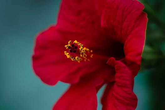 Macro photography of red hibiscus flower or Sudanese rose. Flowers background