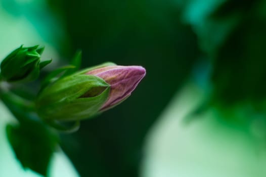 Closed bud of blooming red hibiscus flower of Sudanese rose aver green background. Floral background. Web banner