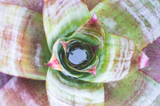 Close Up background of tropical plants with colors, at the Botanical Garden at São Paulo, Brazil.