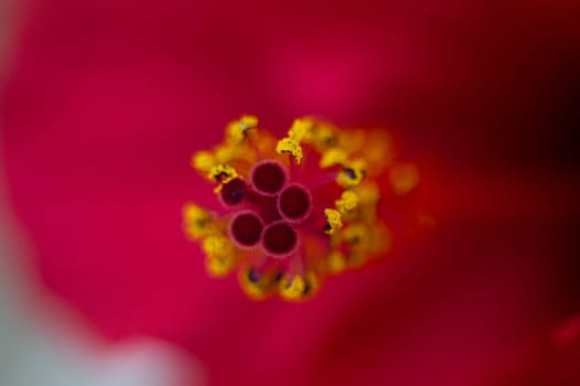 Selective focus on yellow pistils with stamens of red hibiscus flower or Sudanese rose. Floral Background. Macro photography. Web banner