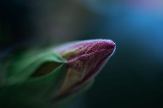 Macro shot of a closed bud of blooming red hibiscus flower of Sudanese rose aver green background. Floral background. Web banner