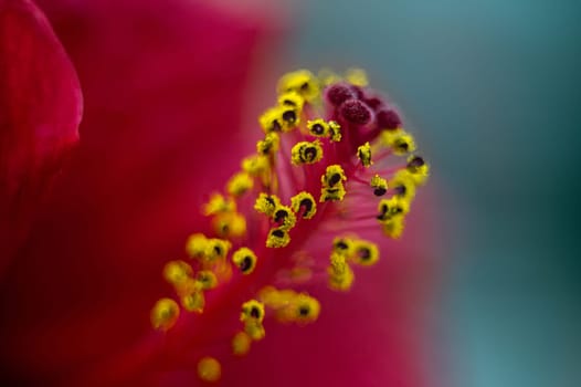 Selective focus on yellow pistils with stamens of red hibiscus flower or Sudanese rose. Floral Background. Macro photography. Web banner