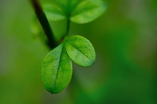 Green vegetable leaves with texture of texture of green leaf veins. Close-up view