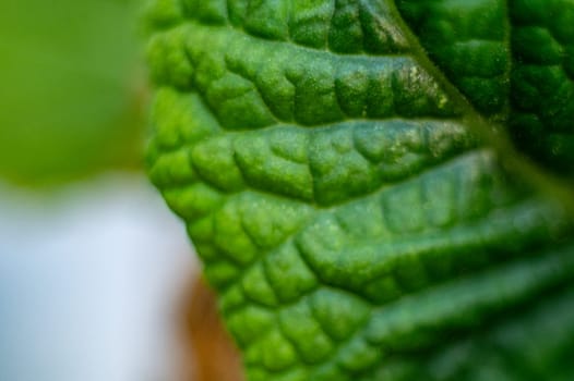 Macro photography shot of a green vegetable leaf with botany elements. Extreme close up texture of green leaf veins