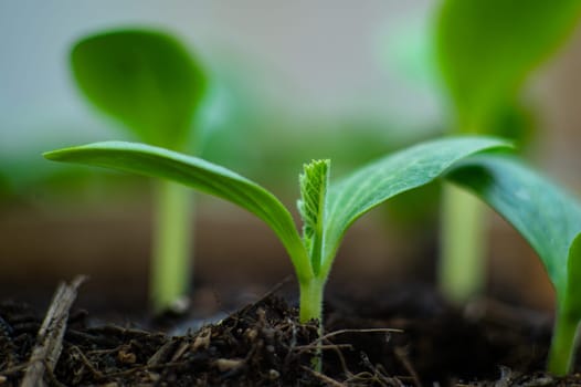 Extreme closeup of sprouted cucumber seedling cultivated in fertilized earth. Horticulture. Organic eco farming. Gardening