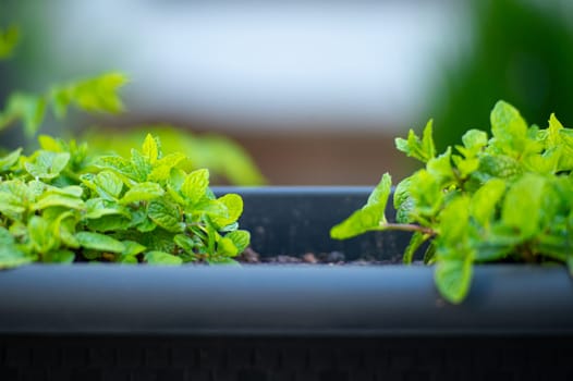 Close-up of growing mint plant in a pot in the backyard garden.