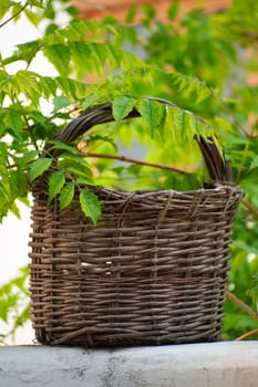 A wicker basket in the backyard garden with branch with green leaves on the foreground. Gardening concept